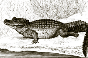 alligator